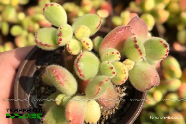 Sen Đá Tay Gấu 4 Cách chăm sóc cơ bản cây Sen Đá Tay Gấu trong làm tiểu cảnh