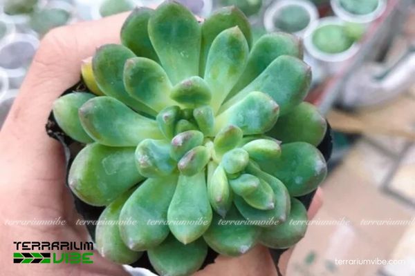 Sen Đá Thược Dược 2 Sedeveria ‘Blue Elf’ là sen đá lai tạo, ưa sáng, hợp môi trường khô thoáng