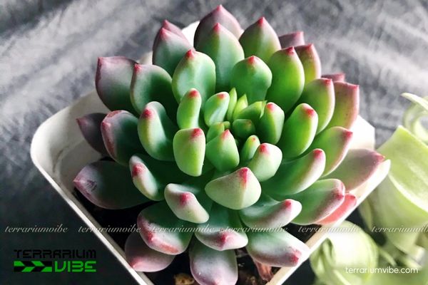 Sen Đá Thược Dược 4 Cách trồng và chăm cây Sen Đá Thược Dược làm tiểu cảnh