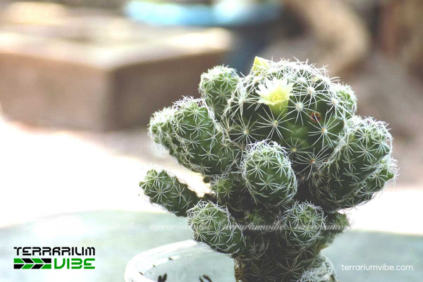 Xương Rồng Trứng Chim 1 Đặc điểm hình thái sinh học cho của cây Xương Rồng Trứng Chim