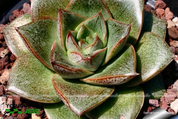 Sen đá Bông Hồng Đen 1 Đặc điểm hình thái sinh học của Sen đá Bông Hồng Đen