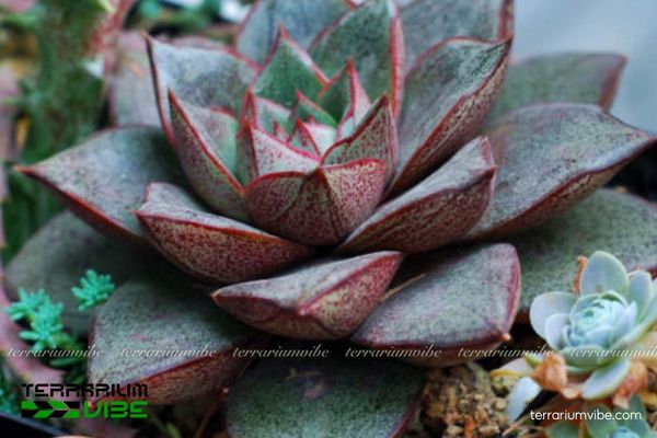 Sen đá Bông Hồng Đen 4 Cách chăm sóc cơ bản của loài cây Sen đá Bông Hồng Đen