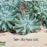sen đá hoa cúc