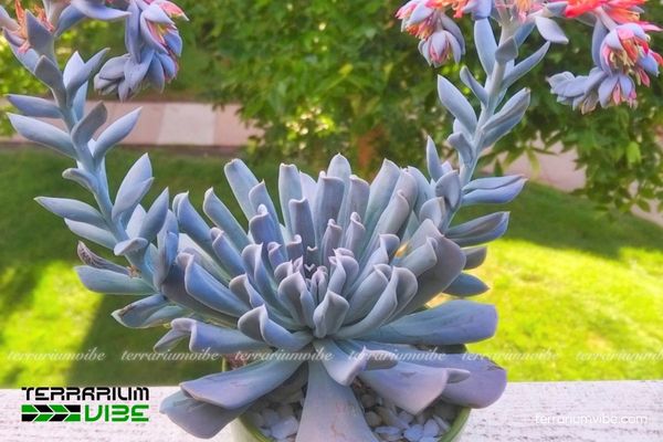 Sen Đá Hoa Cúc 2 Sen Đá Hoa Cúc thích nghi với khí hậu khô và đất thoát nước tốt