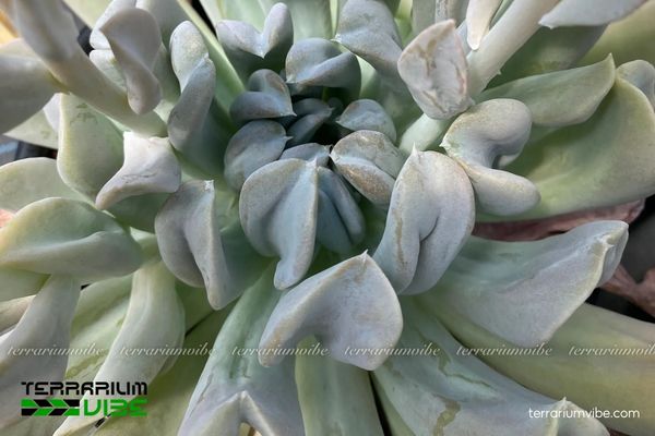 Sen Đá Hoa Cúc 3 Bố cục tiểu cảnh với sSen Đá Hoa Cúc, rêu nền và đá trang trí