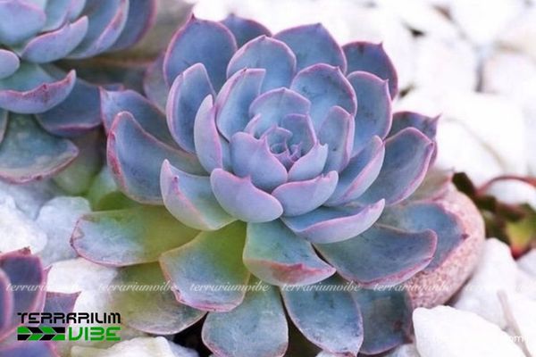 Sen đá Hồng Phấn 2 Khí hậu nhiều nắng, khô ráo là điều kiện lý tưởng cho các loài Echeveria