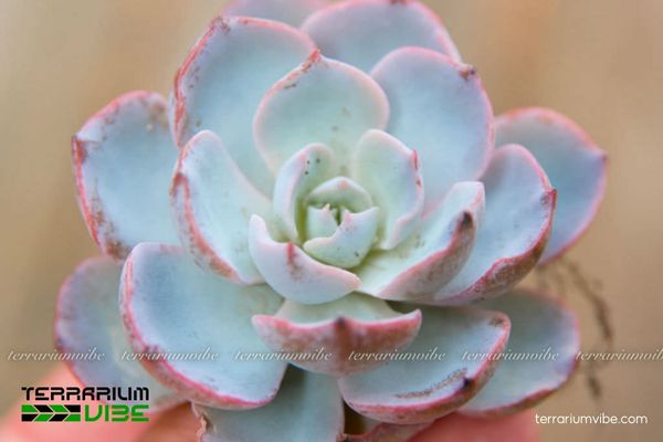 Sen đá Hồng Phấn 4 Các yếu tố môi trường cần đảm bảo khi chăm cây Sen đá Hồng Phấn