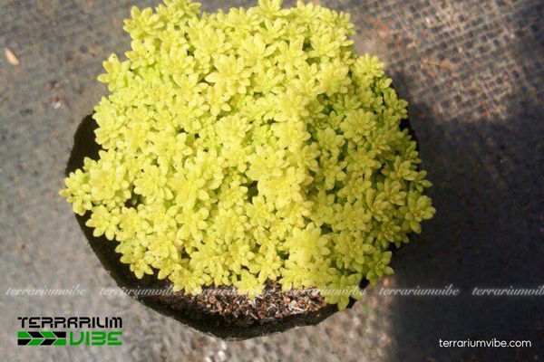 Sen Đá Sedum Dạ Quang 1 Đặc điểm hình thái sinh học Sen Đá Sedum Dạ Quang
