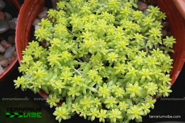 Sen Đá Sedum Dạ Quang 3 Bố cục terrarium mở với Sen Đá Sedum Dạ Quang ở tiền cảnh