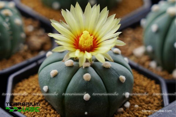 Xương Rồng Aster 1 Đặc điểm hình thái đặc biệt Xương Rồng Aster