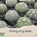 xương rồng aster