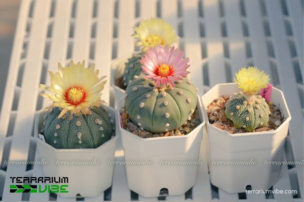 Xương Rồng Aster 2 Xương rồng Aster ưa khí hậu khô nóng, đất thoát nước tốt