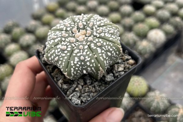 Xương Rồng Aster 3 Xương Rồng Aster - điểm nhấn sa mạc thu nhỏ trong terrarium