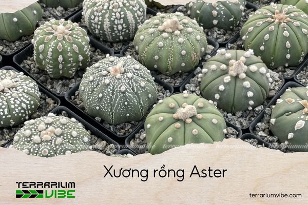 xuong-rong-aster xương rồng aster