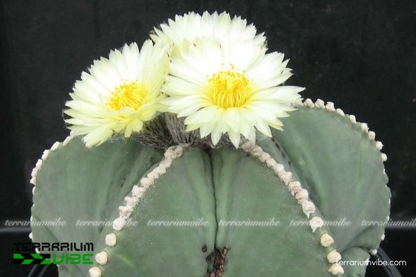 Xương Rồng Astro 1 Đặc điểm hình thái sinh học đặc biệt của Xương Rồng Astro