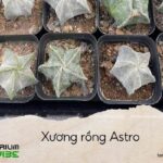xương rồng astro