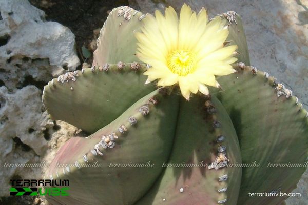 Xương Rồng Astro 3 Astro nổi bật trong terrarium sa mạc, phối cùng sen đá và xương rồng mini