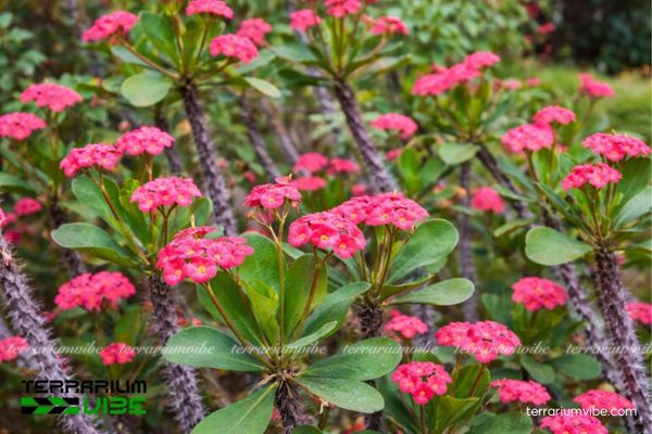 Xương Rồng Bát Tiên 1 Đặc điểm hình dáng sinh học của Xương Rồng Bát Tiên