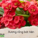 Xương Rồng Bát Tiên