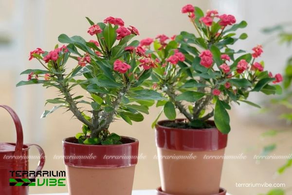 Xương Rồng Bát Tiên 2 Xương rồng Bát Tiên có nguồn gốc Madagascar, phổ biến tại Việt Nam