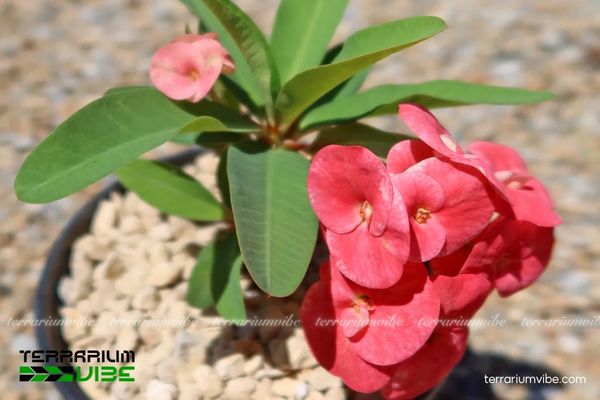 Xương Rồng Bát Tiên 3 Xương rồng Bát Tiên làm điểm nhấn terrarium bán sa mạc, dễ phối cùng các loài cây cảnh