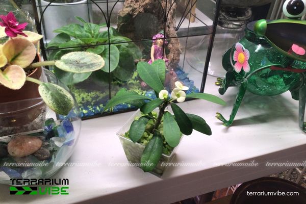 Xương Rồng Bát Tiên 4 Các yếu tố môi trường cơ bản cần lưu ý khi chăm Xương Rồng Bát Tiên