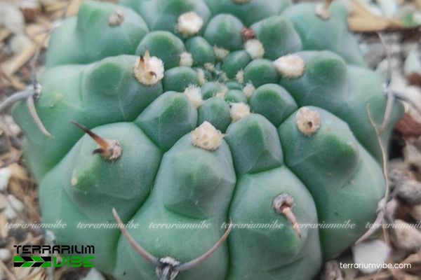 Xương Rồng Gymno 1 Đặc điểm hình dáng của loài Xương Rồng Gymno