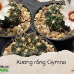 xương rồng gymno
