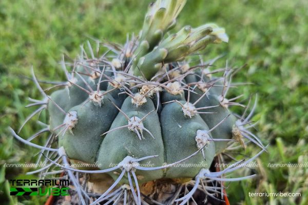 Xương Rồng Gymno 2 Gymnocalycium - xương rồng đến từ vùng khô hạn Nam Mỹ