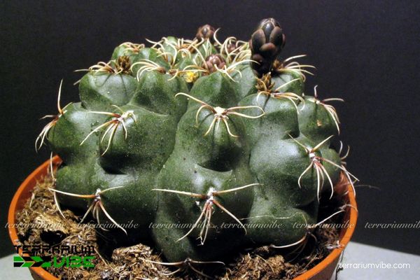 Xương Rồng Gymno 3 Gymno là lựa chọn lý tưởng cho terrarium mở nhờ dáng tròn nổi bật