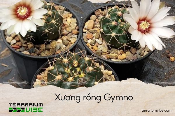 xuong-rong-gymno xương rồng gymno