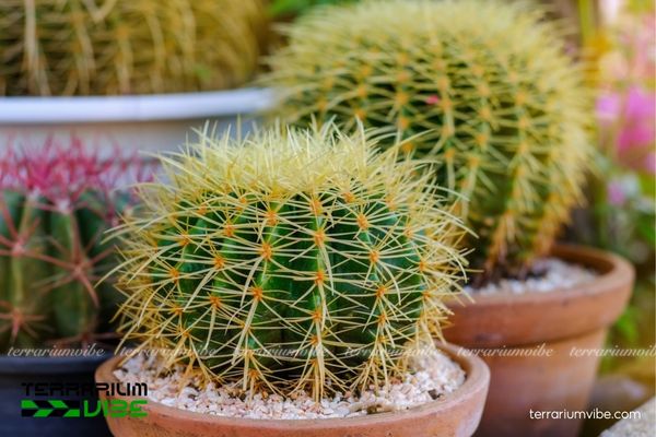 Xương Rồng Kim Hổ 1 Đặc điểm hình thái sinh học đặc biệt của Xương Rồng Kim Hổ