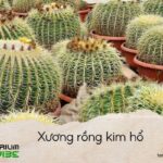xương rồng kim hổ
