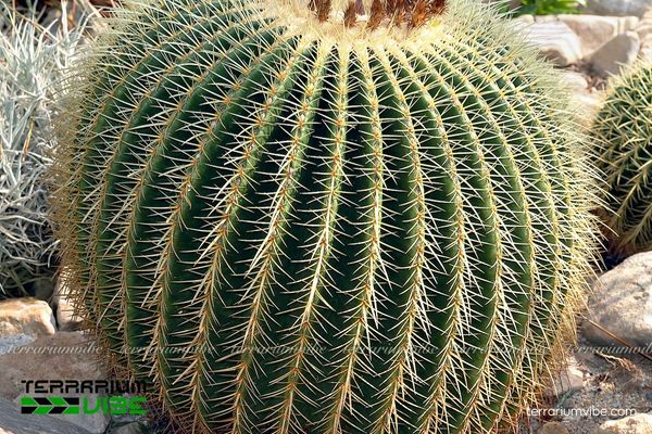 Xương Rồng Kim Hổ 3 Xương Rồng Kim Hổ làm điểm nhấn terrarium sa mạc, ưa nắng, dễ chăm