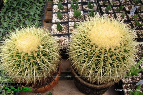 Xương Rồng Kim Hổ 4 Các yếu tố môi trường cần lưu ý khi chăm Xương Rồng Kim Hổ