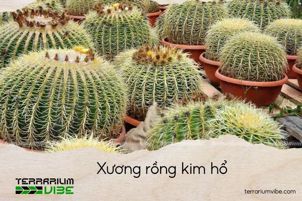 xuong-rong-kim-ho xương rồng kim hổ
