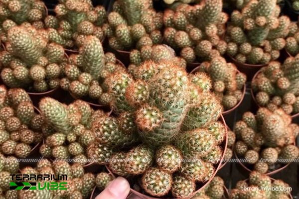 Xương Rồng Mắc Áo 1 Đặc điểm hình dáng đặc biệt của Xương Rồng Mắc Áo