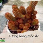 xương rồng mắc áo
