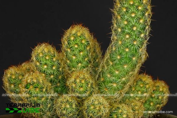 Xương Rồng Mắc Áo 2 Xương rồng mắc áo có nguồn gốc Mexico, sống tốt ở môi trường khô