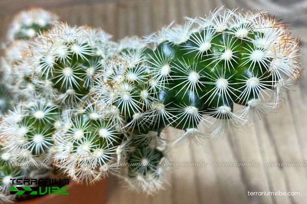 Xương Rồng Mắc Áo 3 Mammillaria elongata hợp terrarium mở, bố cục khô với cát, đá