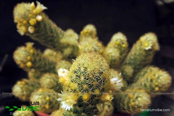 Xương Rồng Mắc Áo 4 Cách chăm sóc cơ bản loài Xương Rồng Mắc Áo trong terrarium