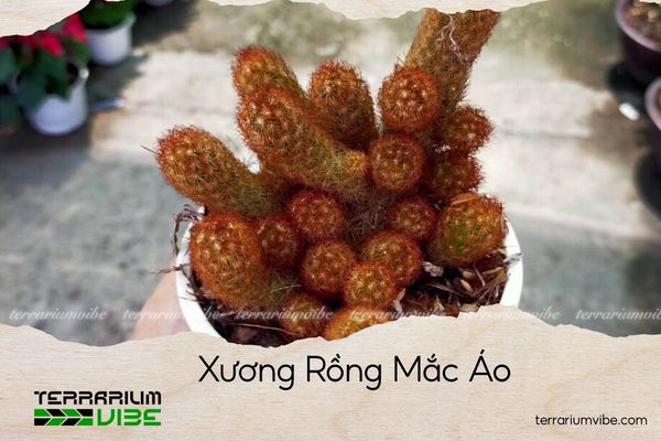 xuong-rong-mac-ao xương rồng mắc áo
