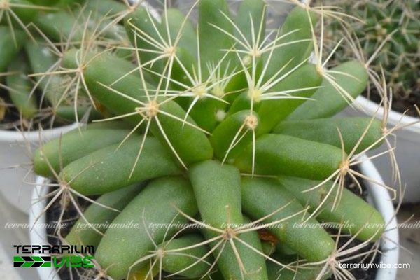 Xương Rồng Nải Chuối 1 Đặc điểm hình dáng sinh học của Xương Rồng Nải Chuối