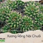 xương rồng nải chuối