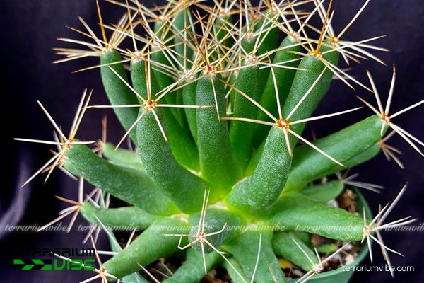 Xương Rồng Nải Chuối 2 Xương rồng Nải Chuối sinh sống ở sa mạc Mexico, ưa nắng và đất đá khô