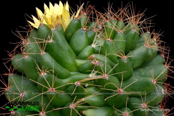 Xương Rồng Nải Chuối 3 Xương rồng Nải Chuối phù hợp thiết kế terrarium khô, dễ phối cùng sen đá