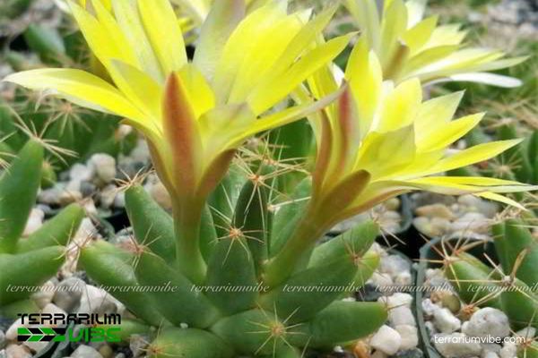 Xương Rồng Nải Chuối 4 Các yếu tố môi trường cần thiết để Xương Rồng Nải Chuối sống tốt