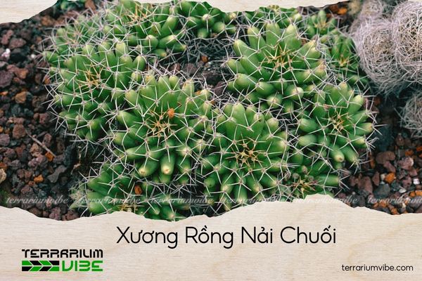 xuong-rong-nai-chuoi xương rồng nải chuối