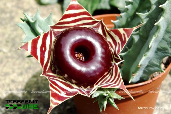 Xương Rồng Sao Biển 1 Đặc điểm hình thái sinh học đặc biệt của Xương Rồng Sao Biển