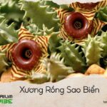 xương rồng sao biển